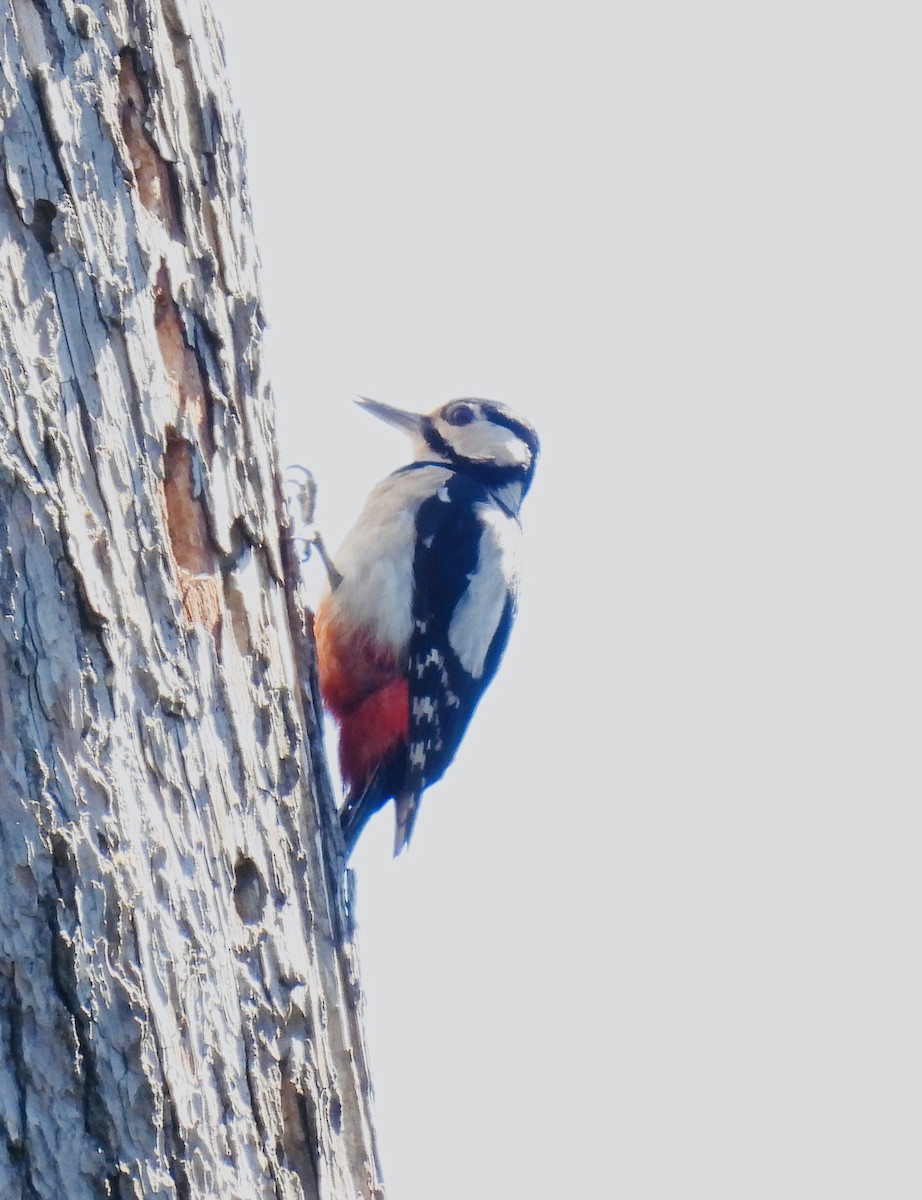 Great Spotted Woodpecker - ML619988801