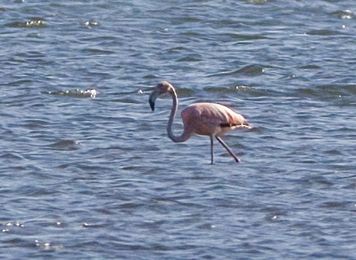 American Flamingo - ML619988812