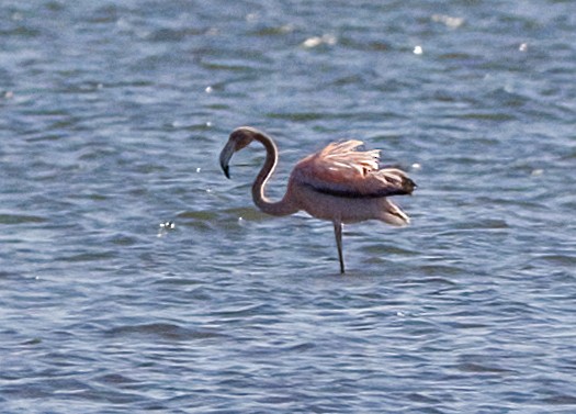 American Flamingo - ML619988818