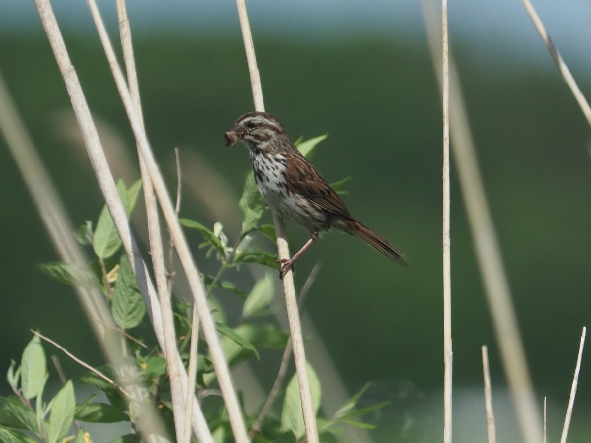 Song Sparrow - ML619988826