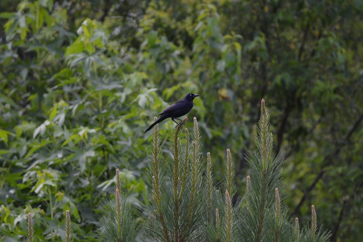 Common Grackle - ML619988836