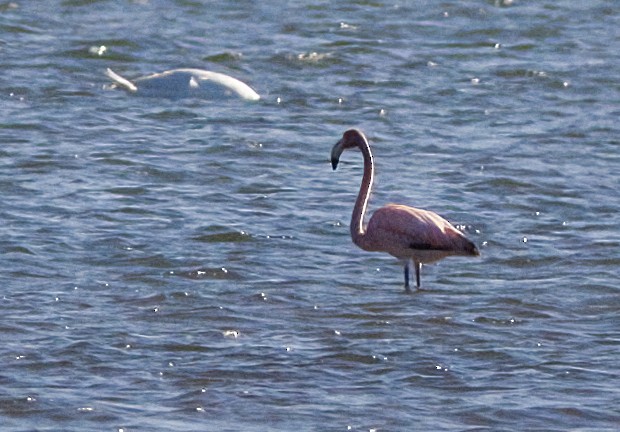 American Flamingo - ML619988837