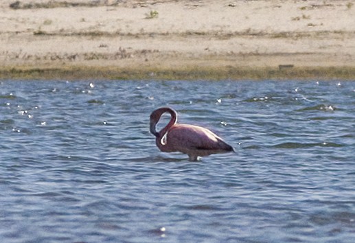 American Flamingo - ML619988847
