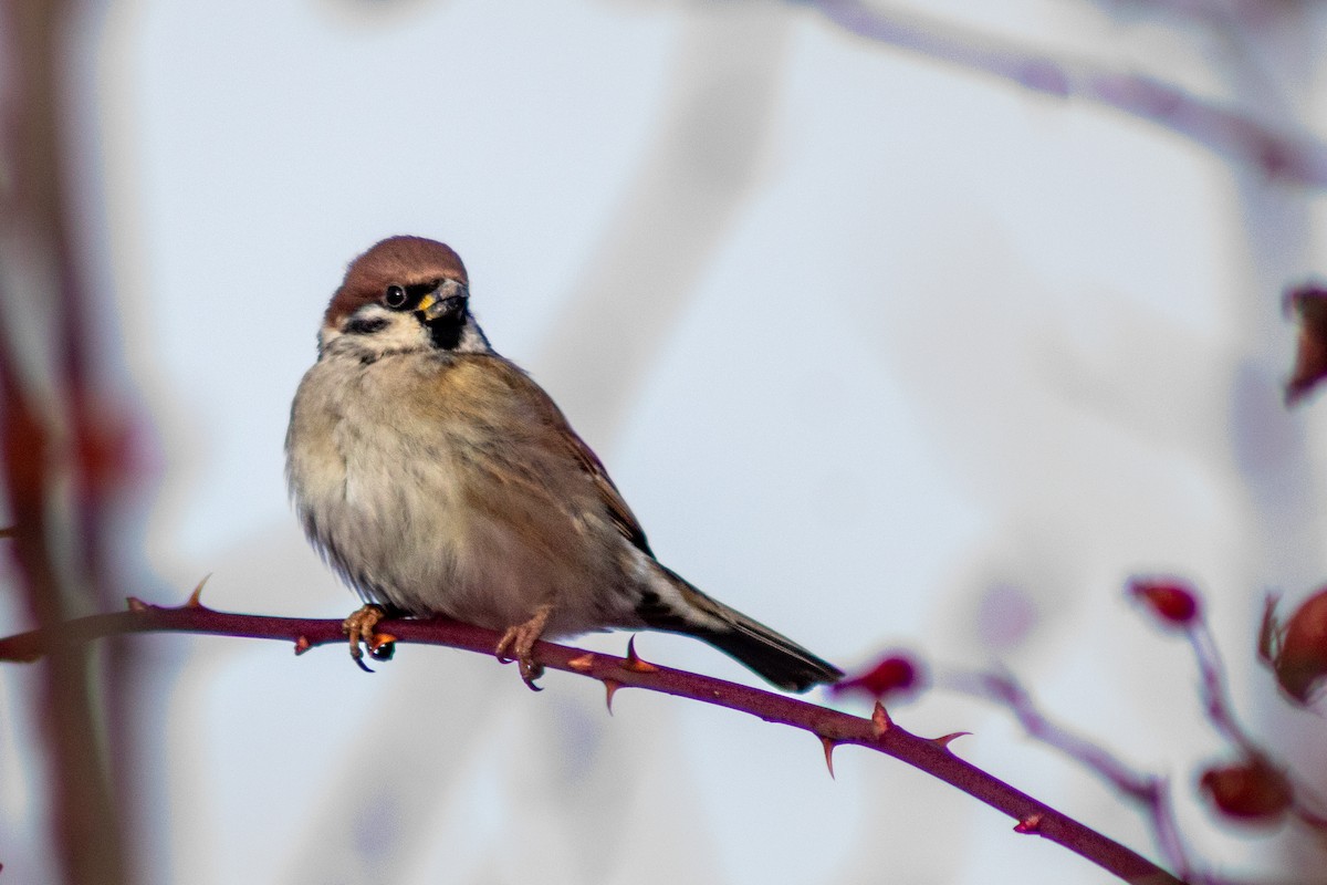 Eurasian Tree Sparrow - ML619988851