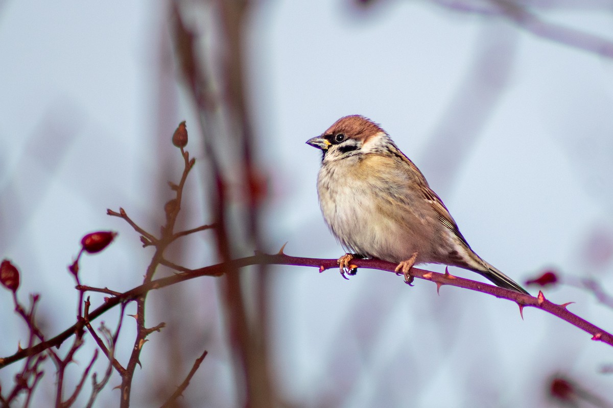 Eurasian Tree Sparrow - ML619988852