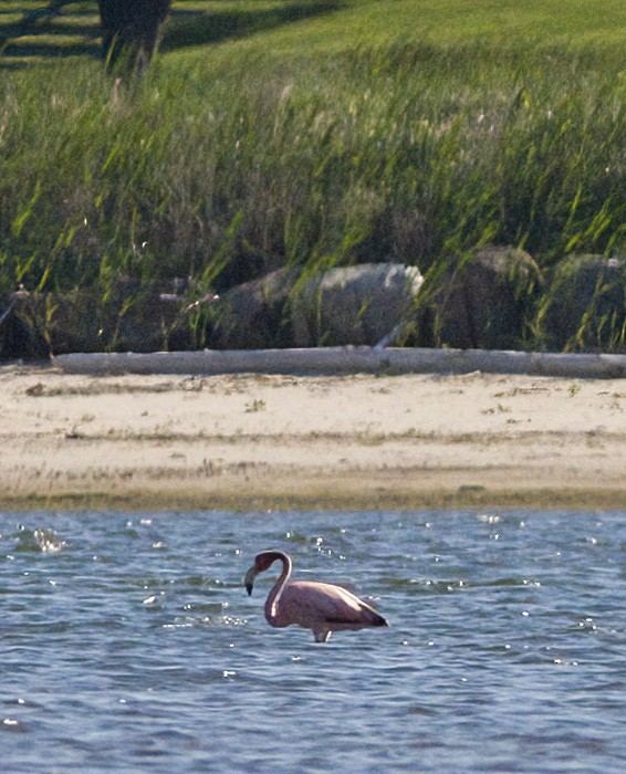 American Flamingo - ML619988853