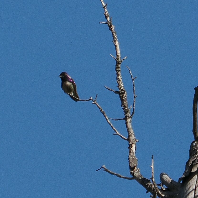 Costa's Hummingbird - ML619988856