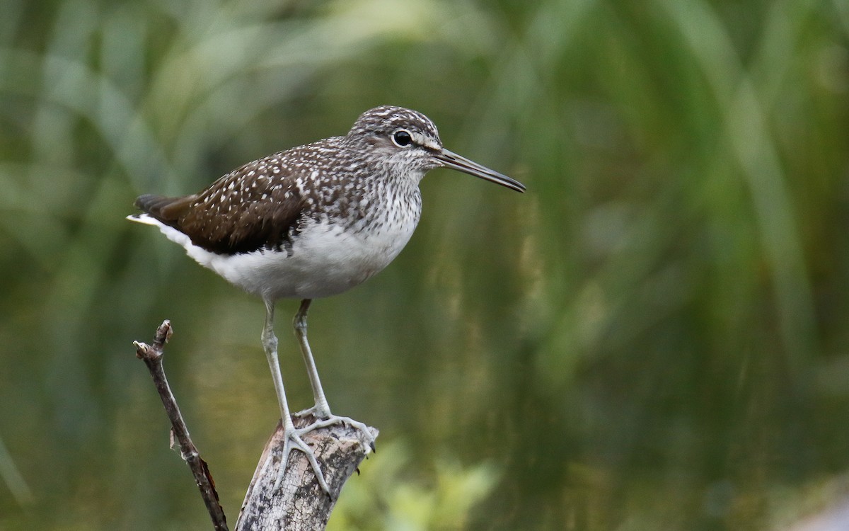 Green Sandpiper - ML619988859