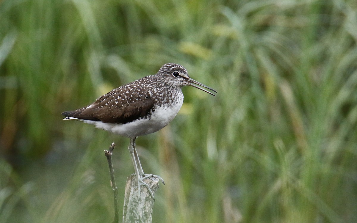 Green Sandpiper - ML619988860