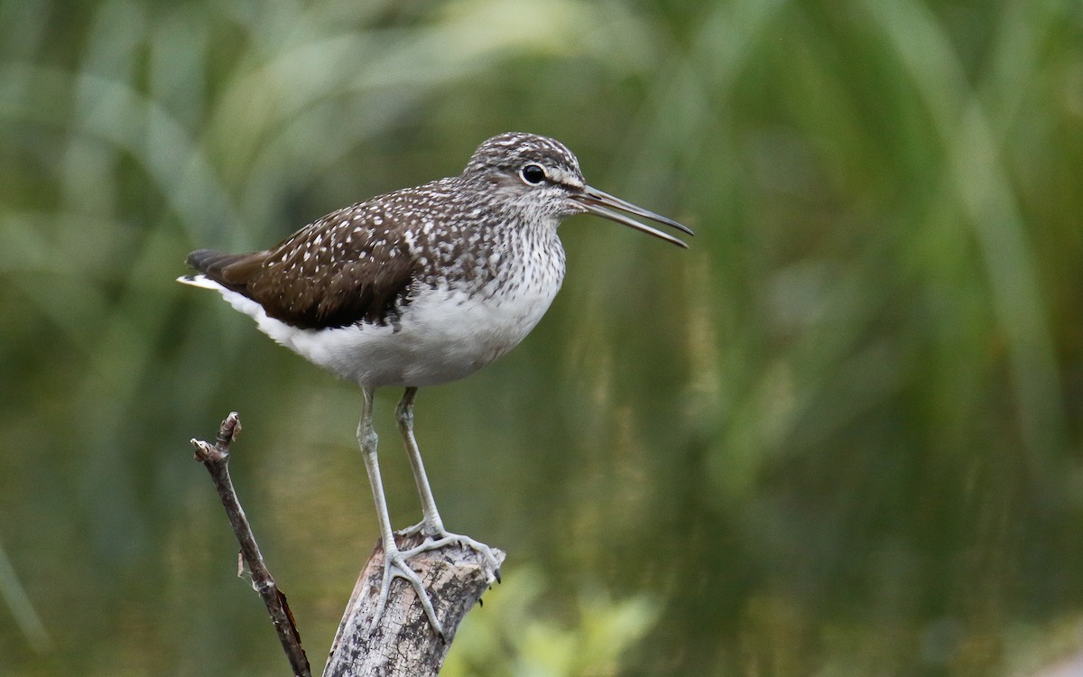 Waldwasserläufer - ML619988861