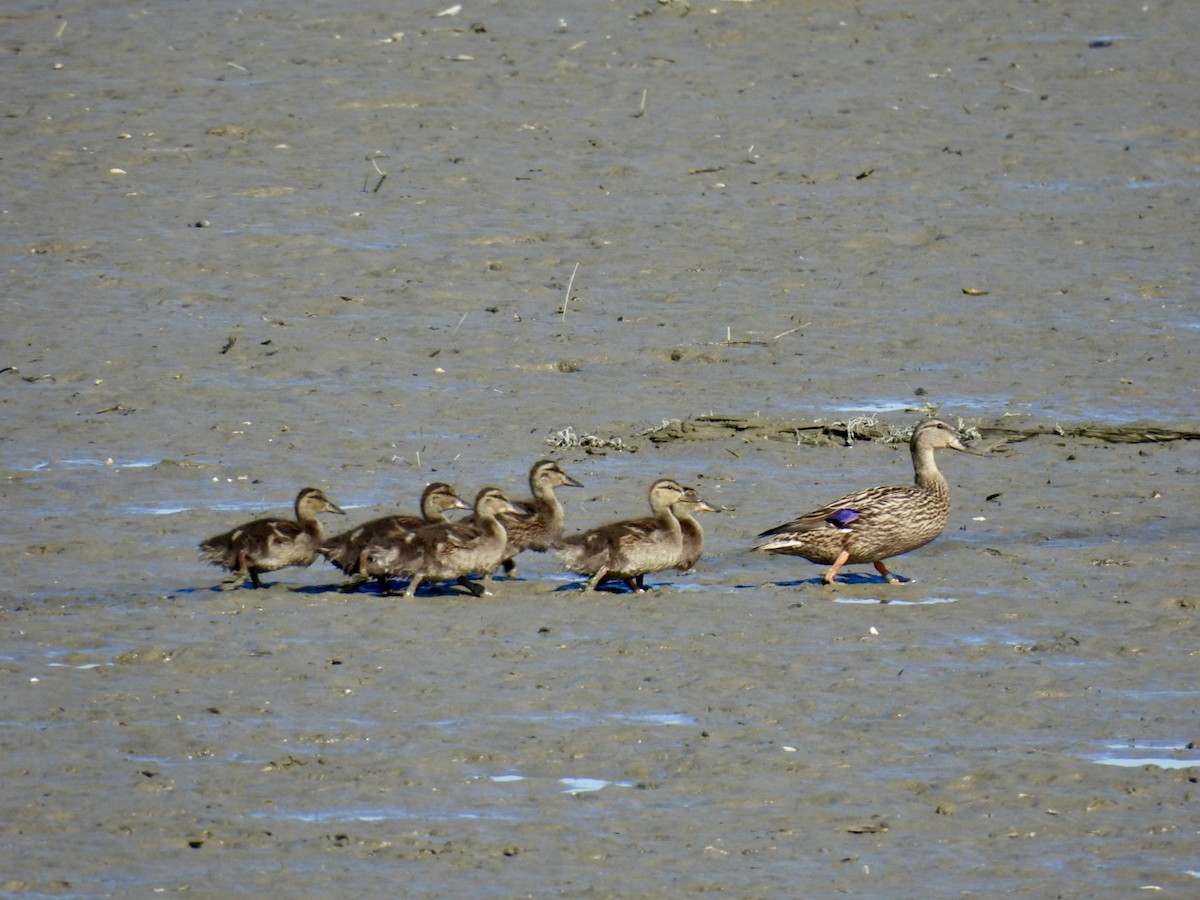 Canard colvert - ML619988863