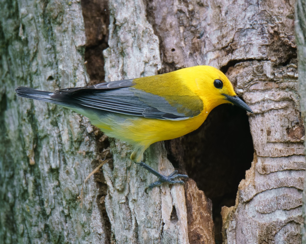 Prothonotary Warbler - ML619988877