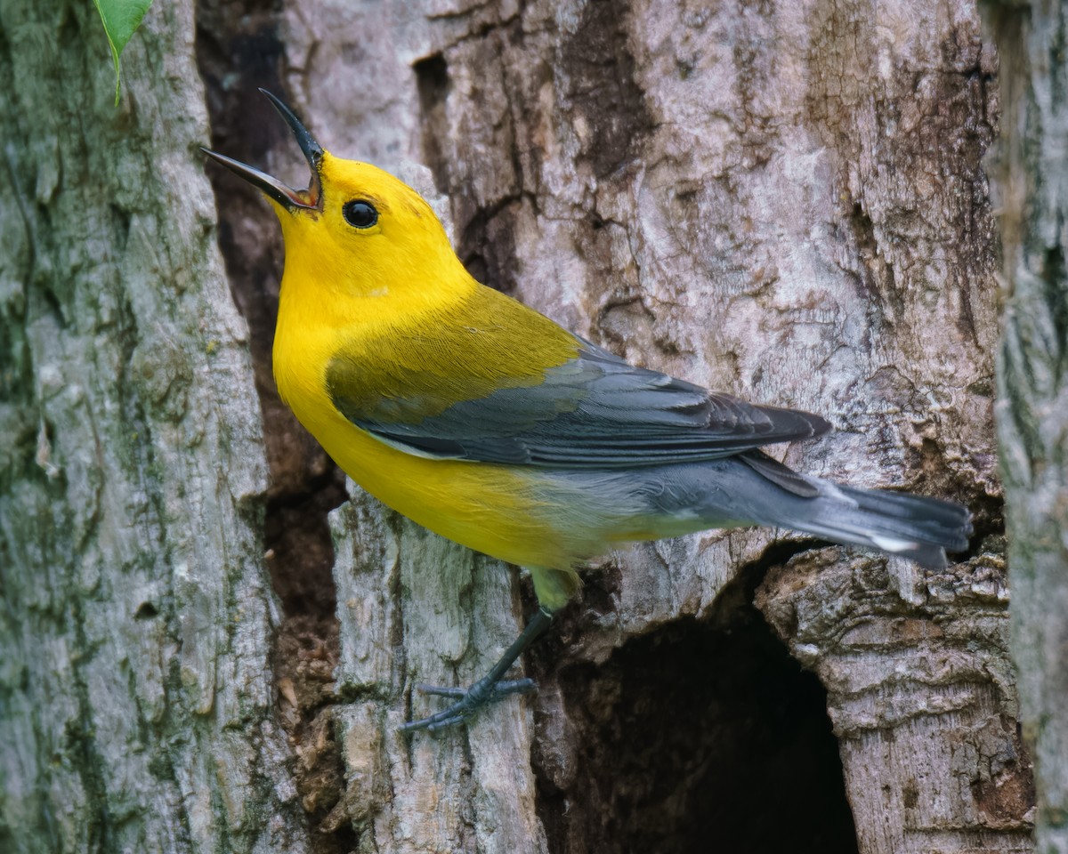 Prothonotary Warbler - ML619988878