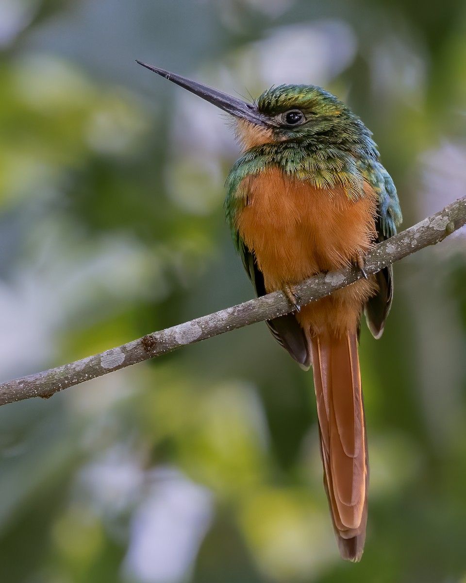 Jacamar à queue rousse - ML619988882