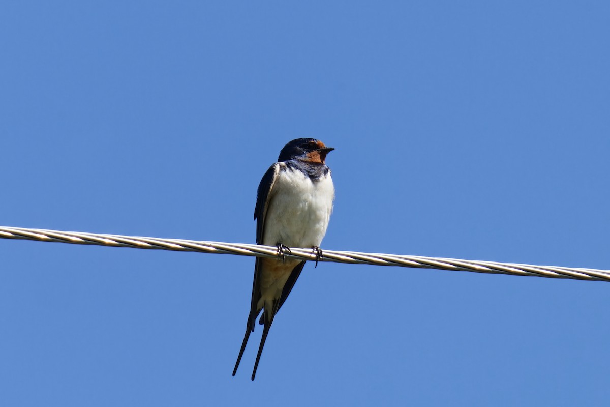Barn Swallow (White-bellied) - ML619988897
