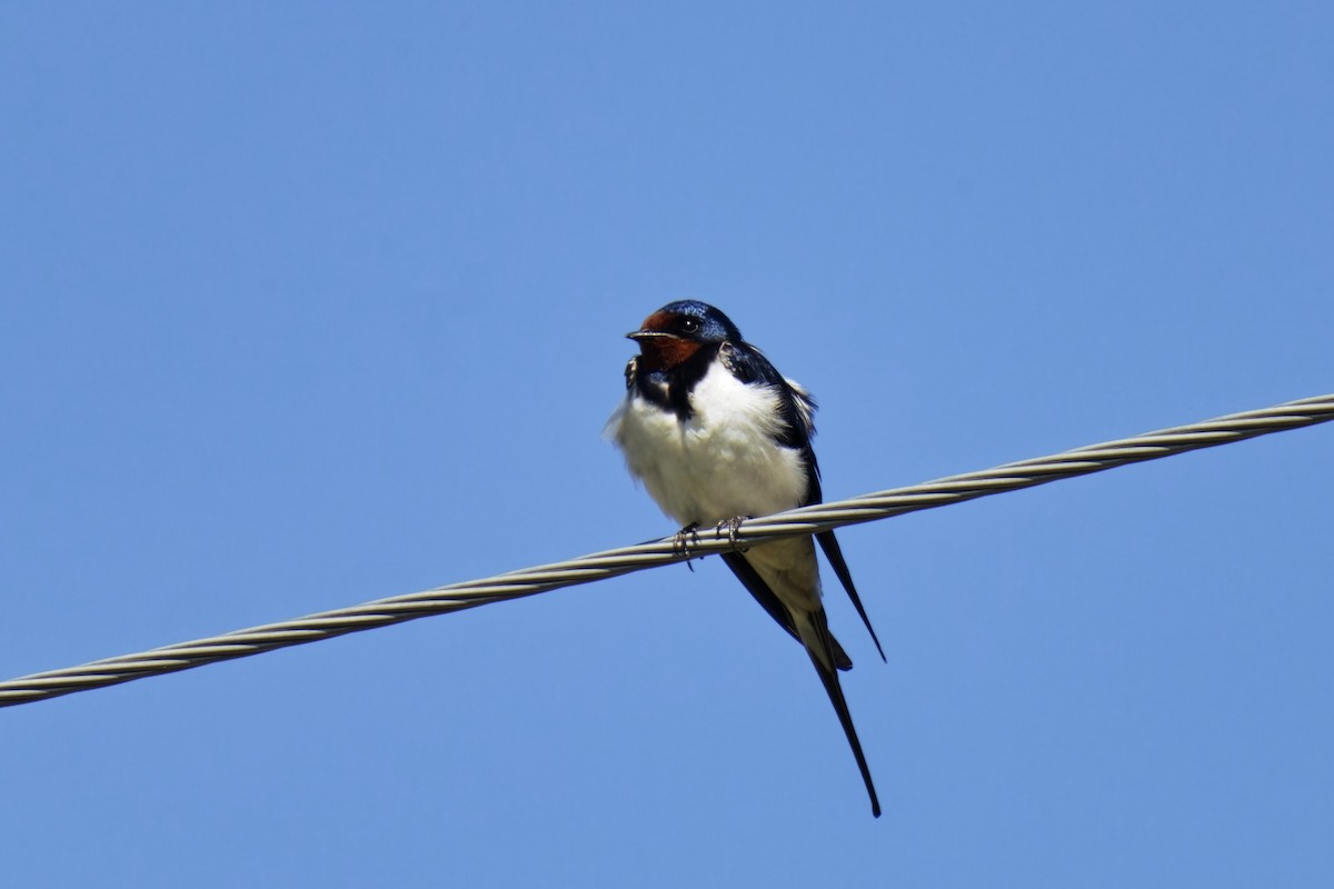 Barn Swallow (White-bellied) - ML619988898