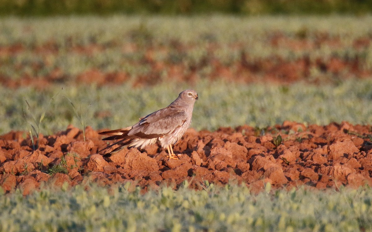 Aguilucho Cenizo - ML619988902