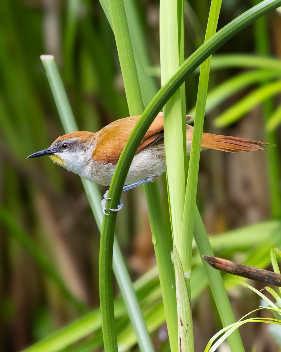 Yellow-chinned Spinetail - ML619988904