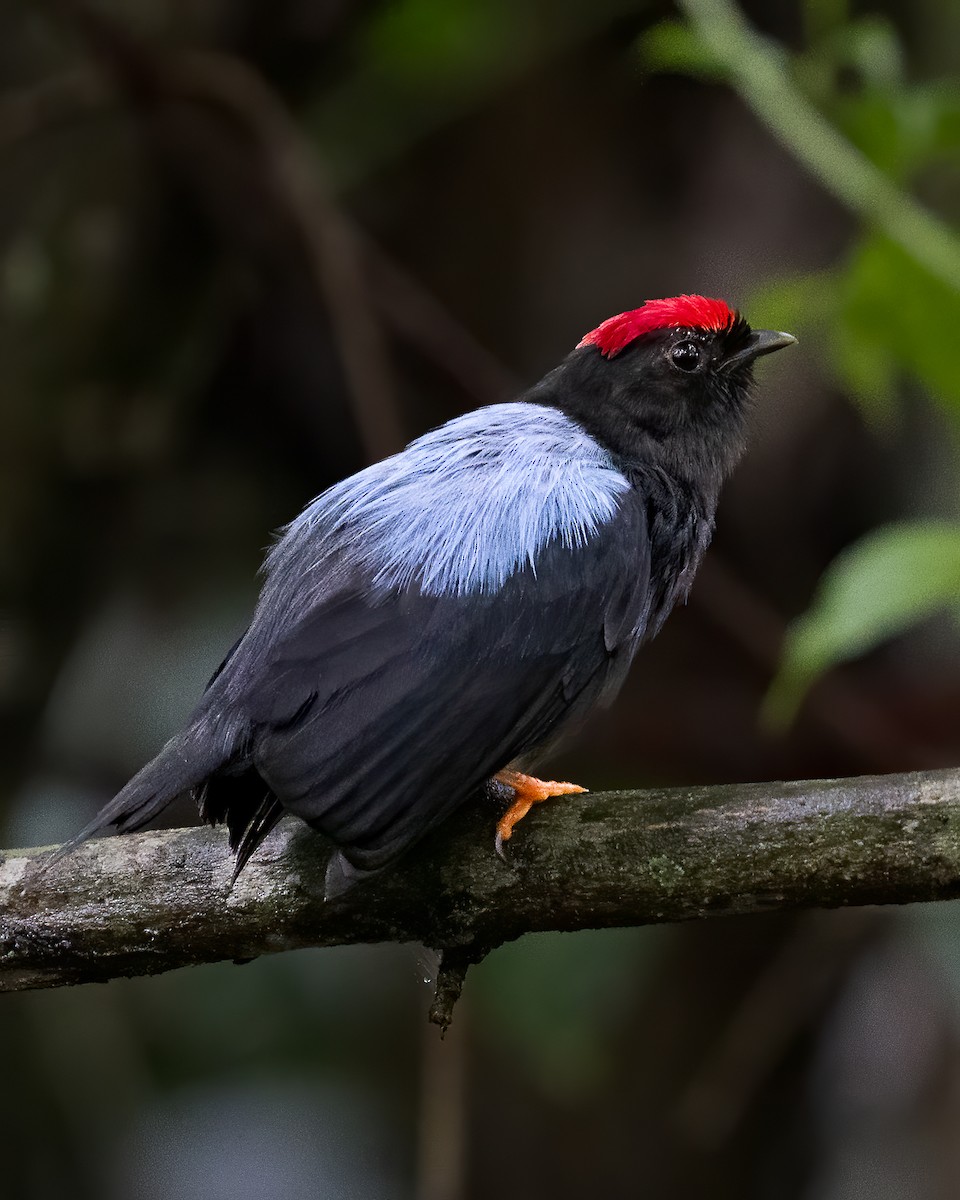 Lance-tailed Manakin - ML619988910