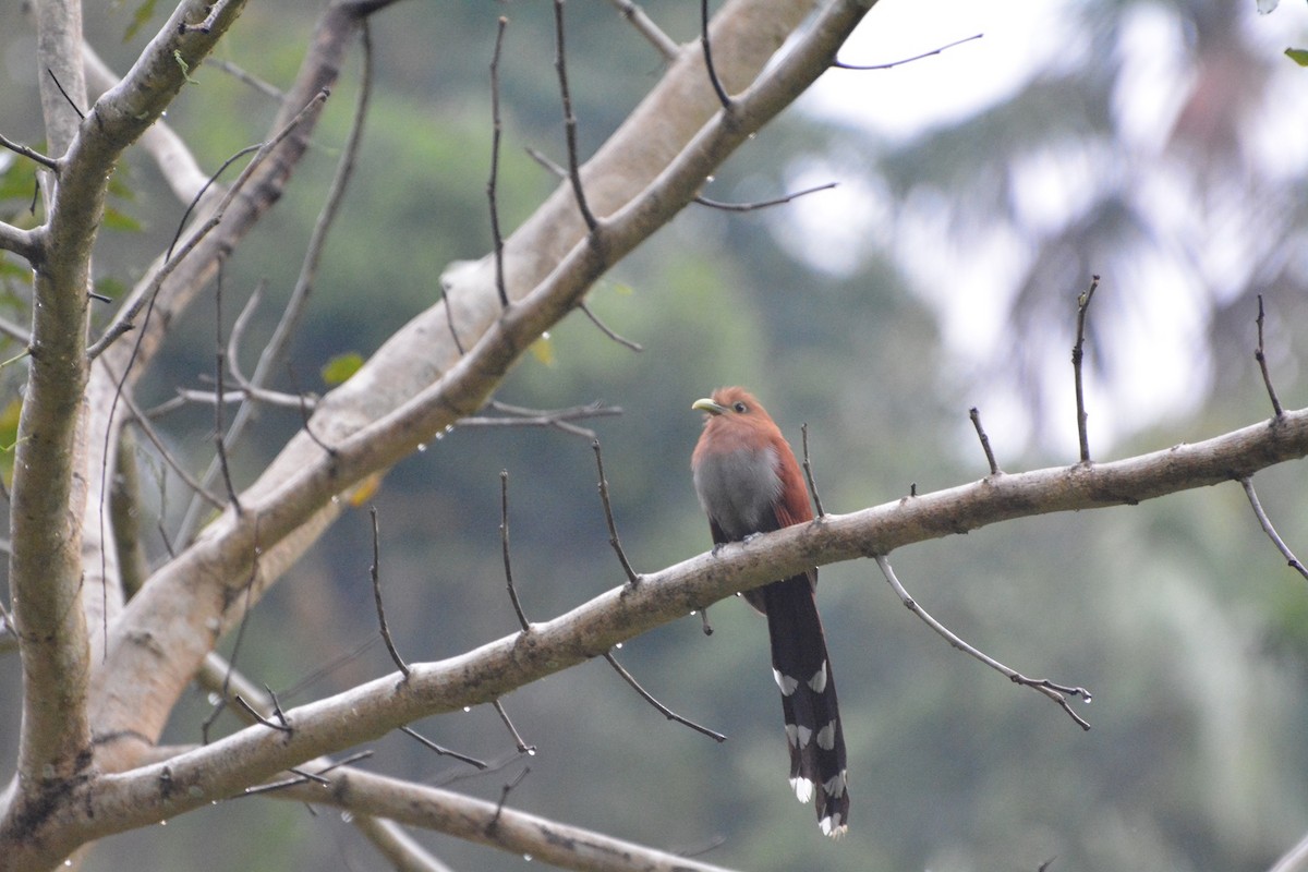 Squirrel Cuckoo - ML619988921