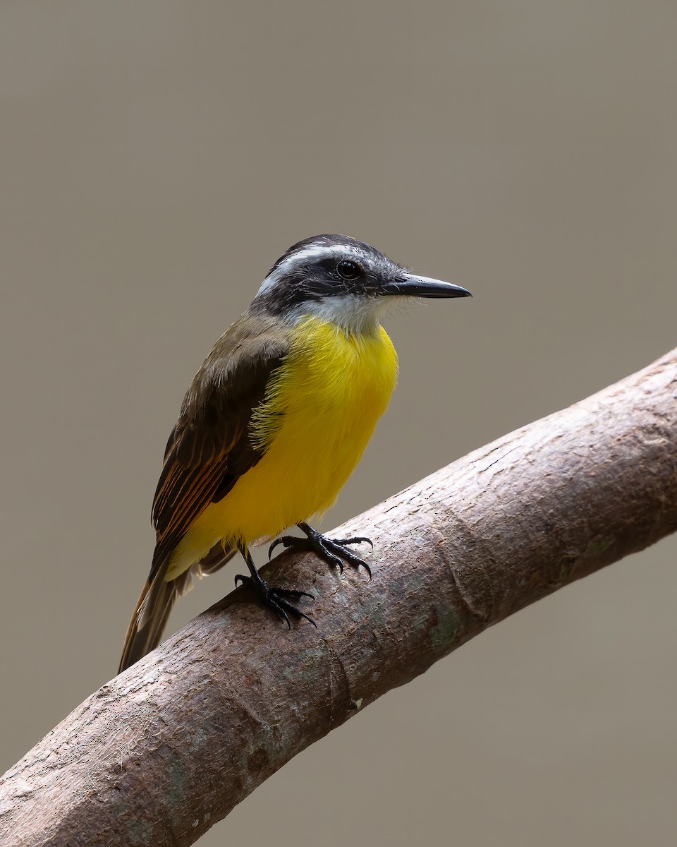 Lesser Kiskadee - ML619988926