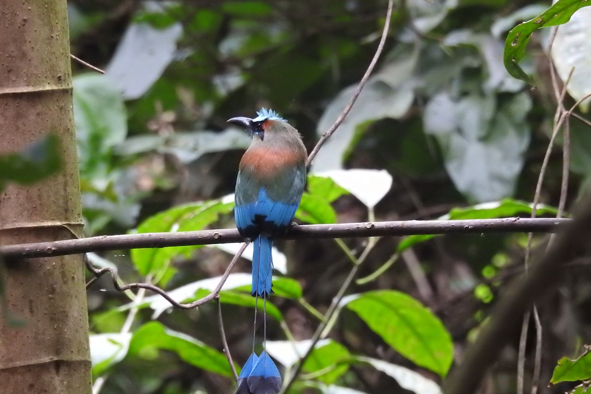 Turquoise-browed Motmot - ML619988929