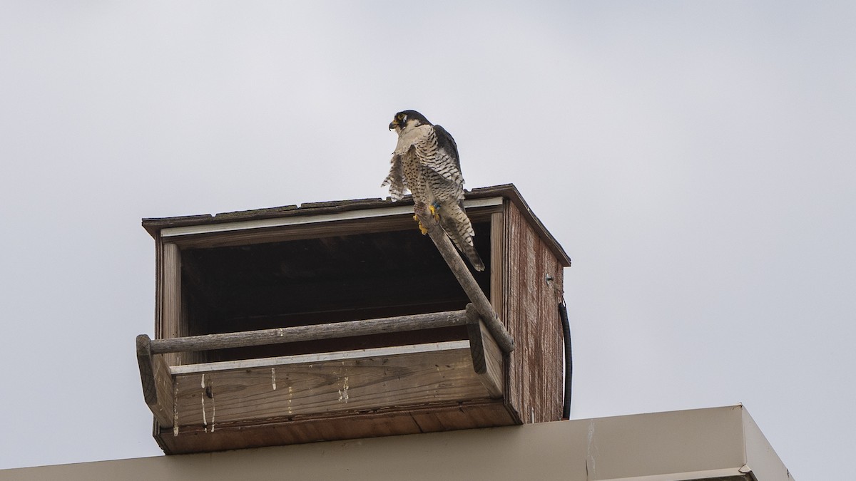 Peregrine Falcon - ML619988931