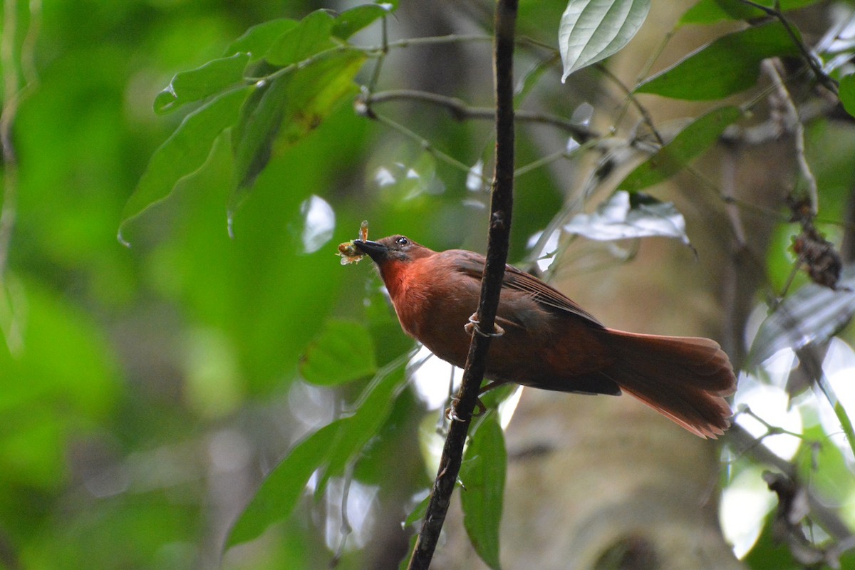 Red-throated Ant-Tanager - ML619988934