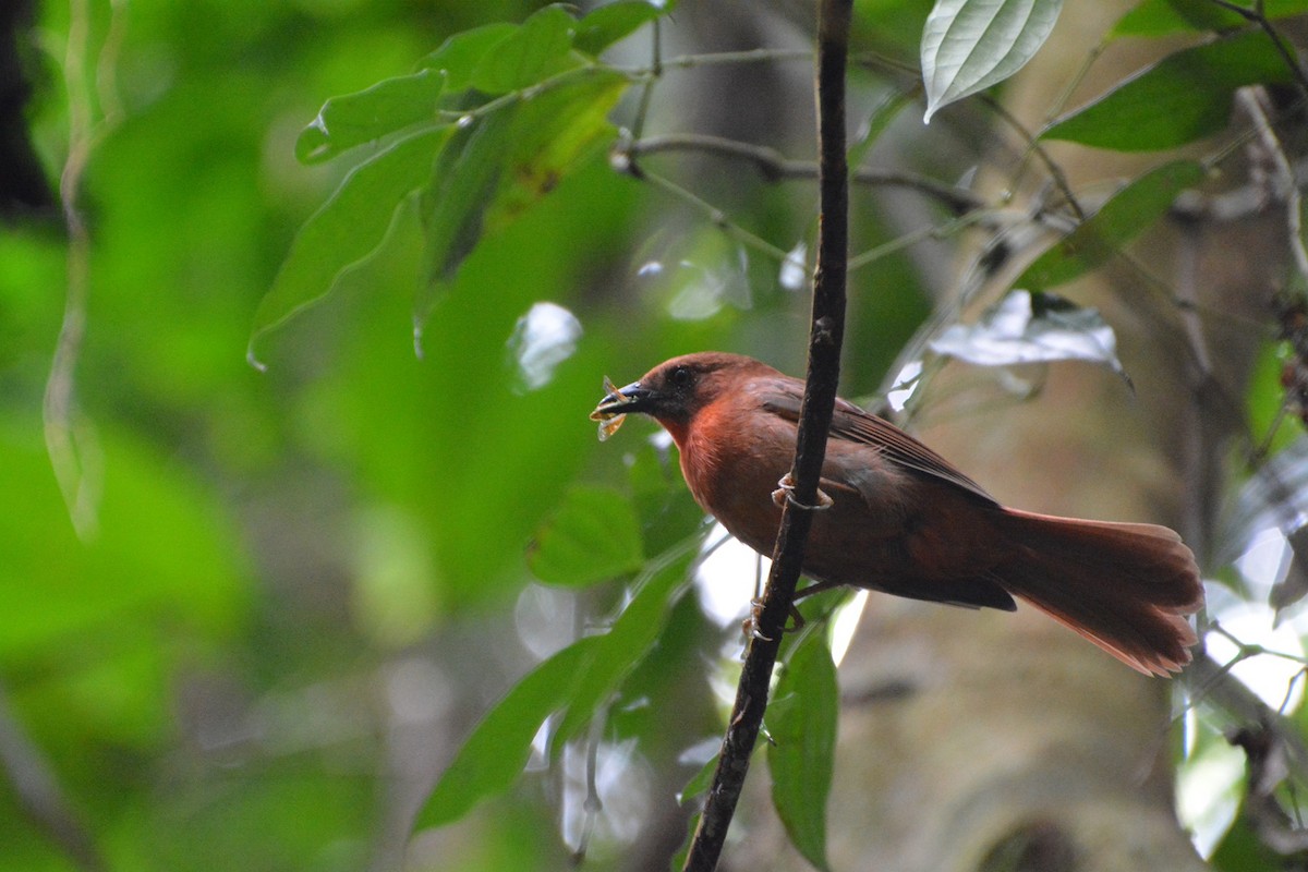 Red-throated Ant-Tanager - ML619988935