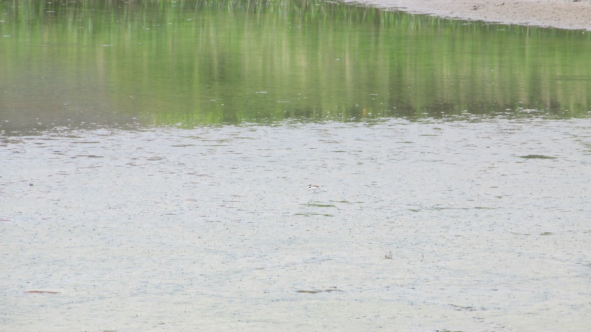 Little Ringed Plover - ML619988941