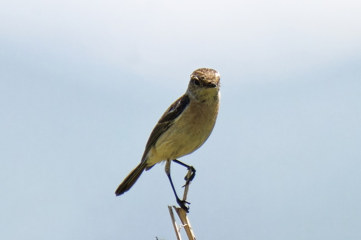 Siberian Stonechat - ML619988948