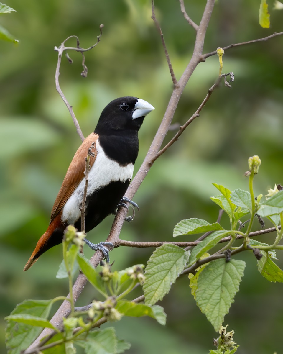 Tricolored Munia - ML619988951