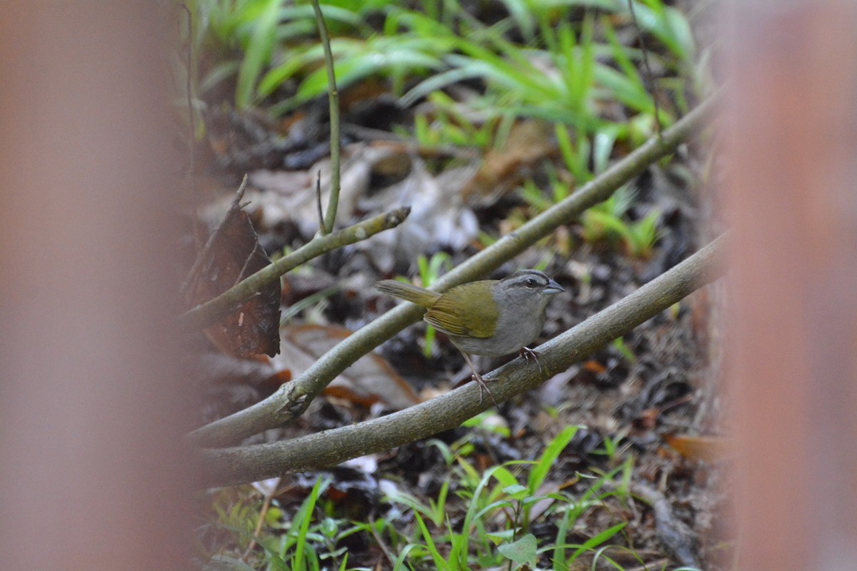 Green-backed Sparrow - ML619988957
