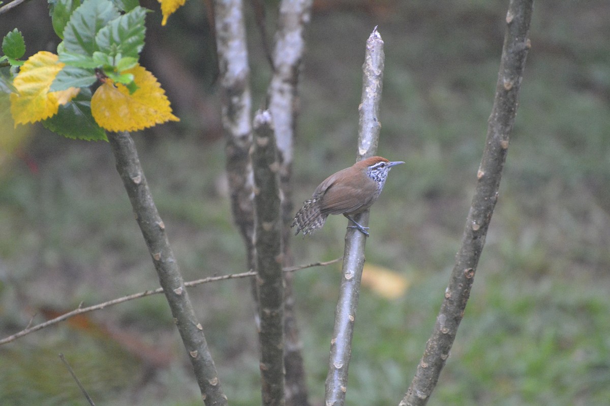 Spot-breasted Wren - ML619988978