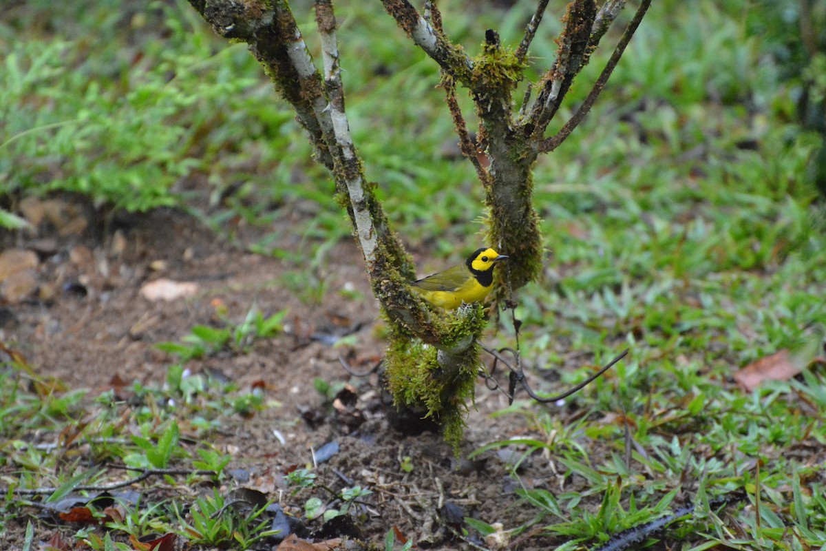 Hooded Warbler - ML619988986