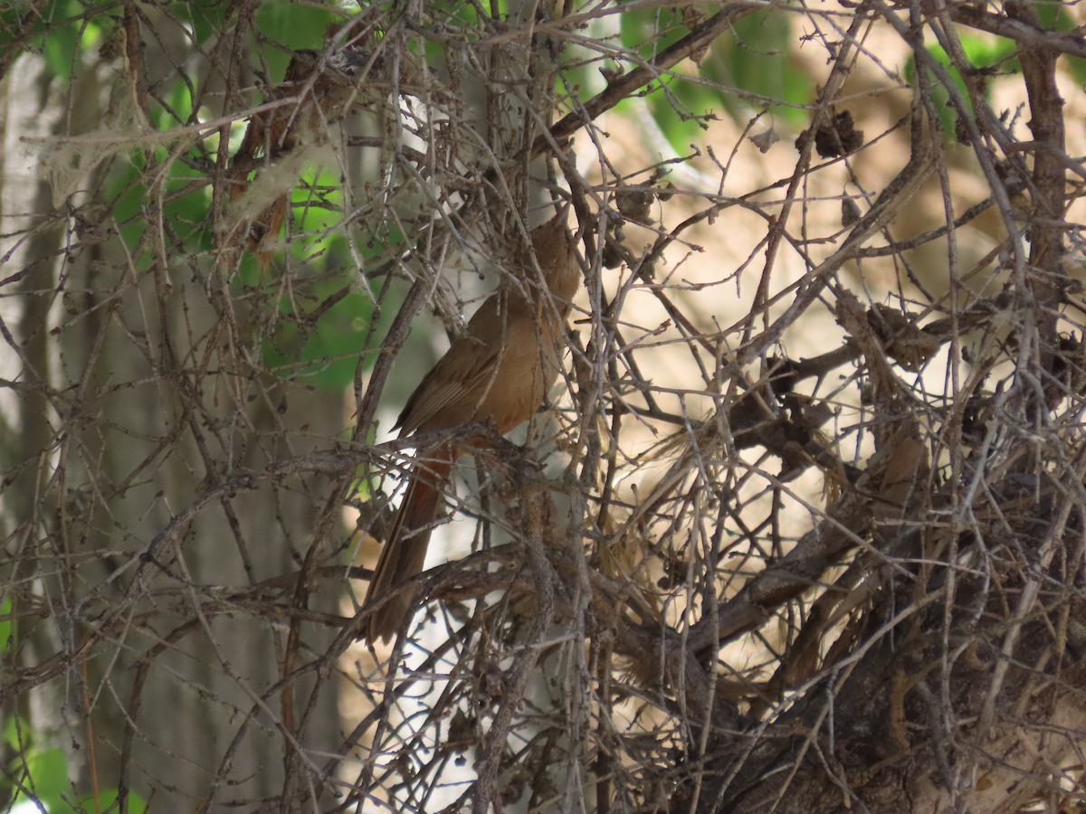 Abert's Towhee - ML619988987