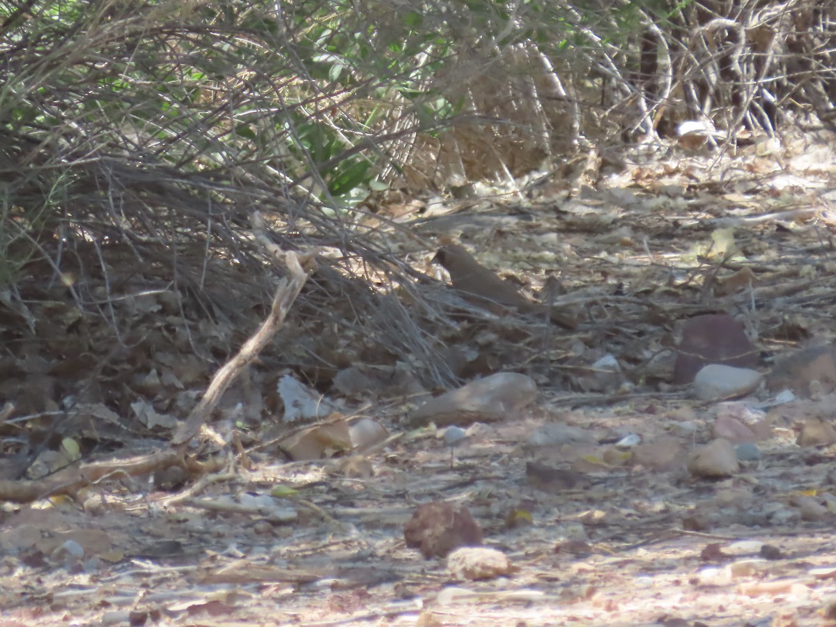 Abert's Towhee - ML619988988