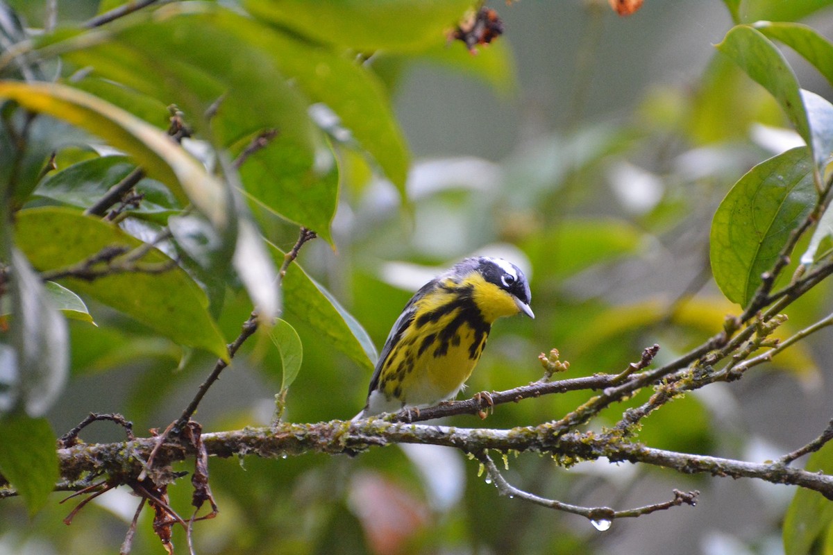 Magnolia Warbler - ML619988990