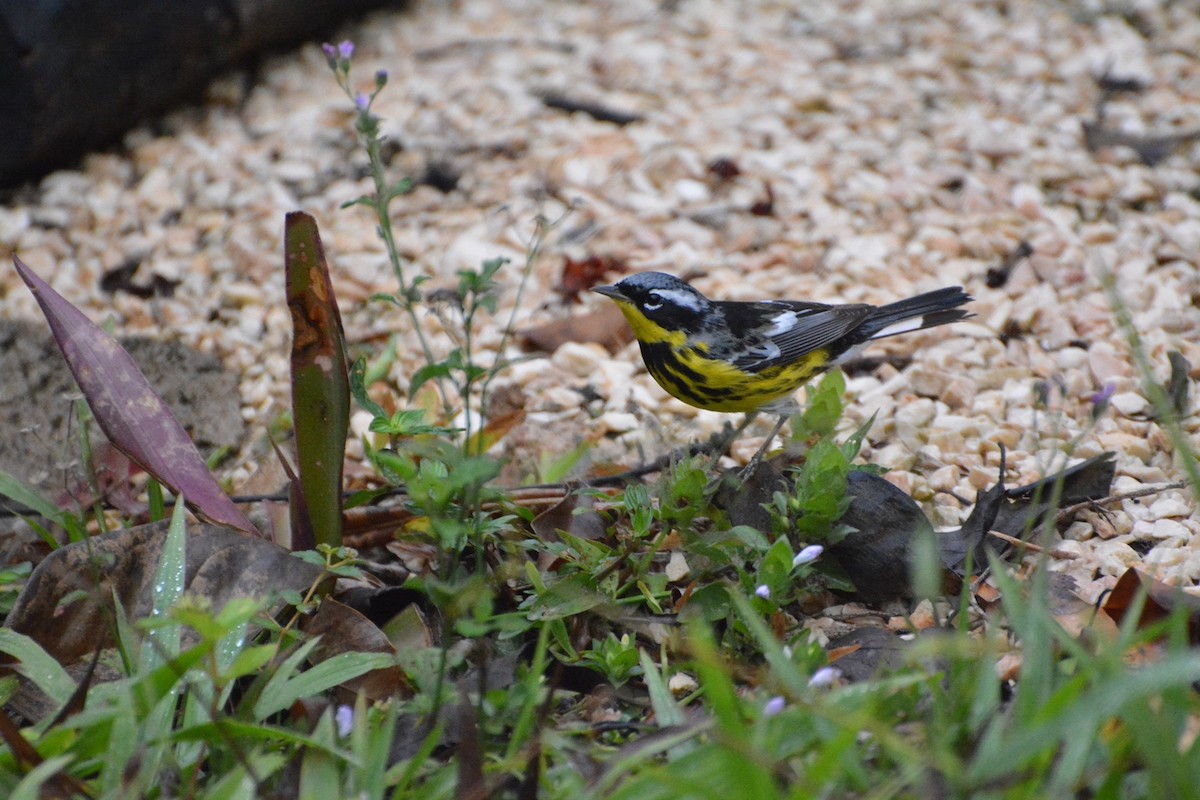 Magnolia Warbler - ML619988991