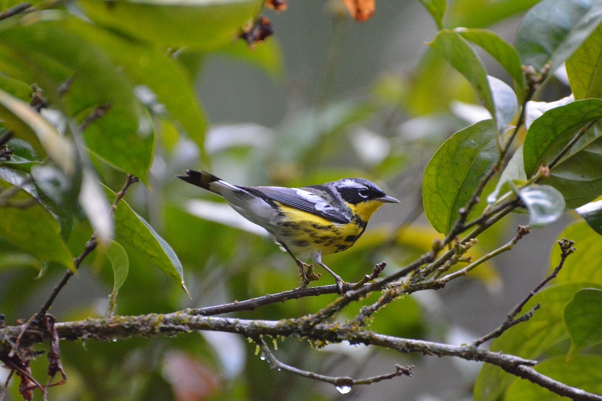 Magnolia Warbler - ML619988992