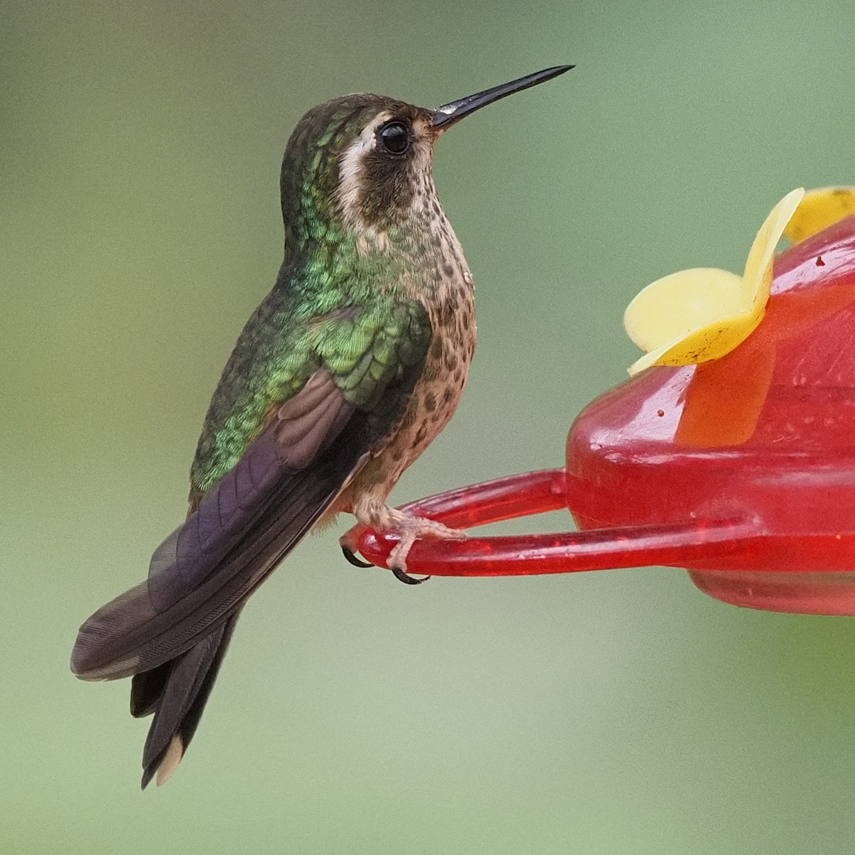 Speckled Hummingbird - ML619988997