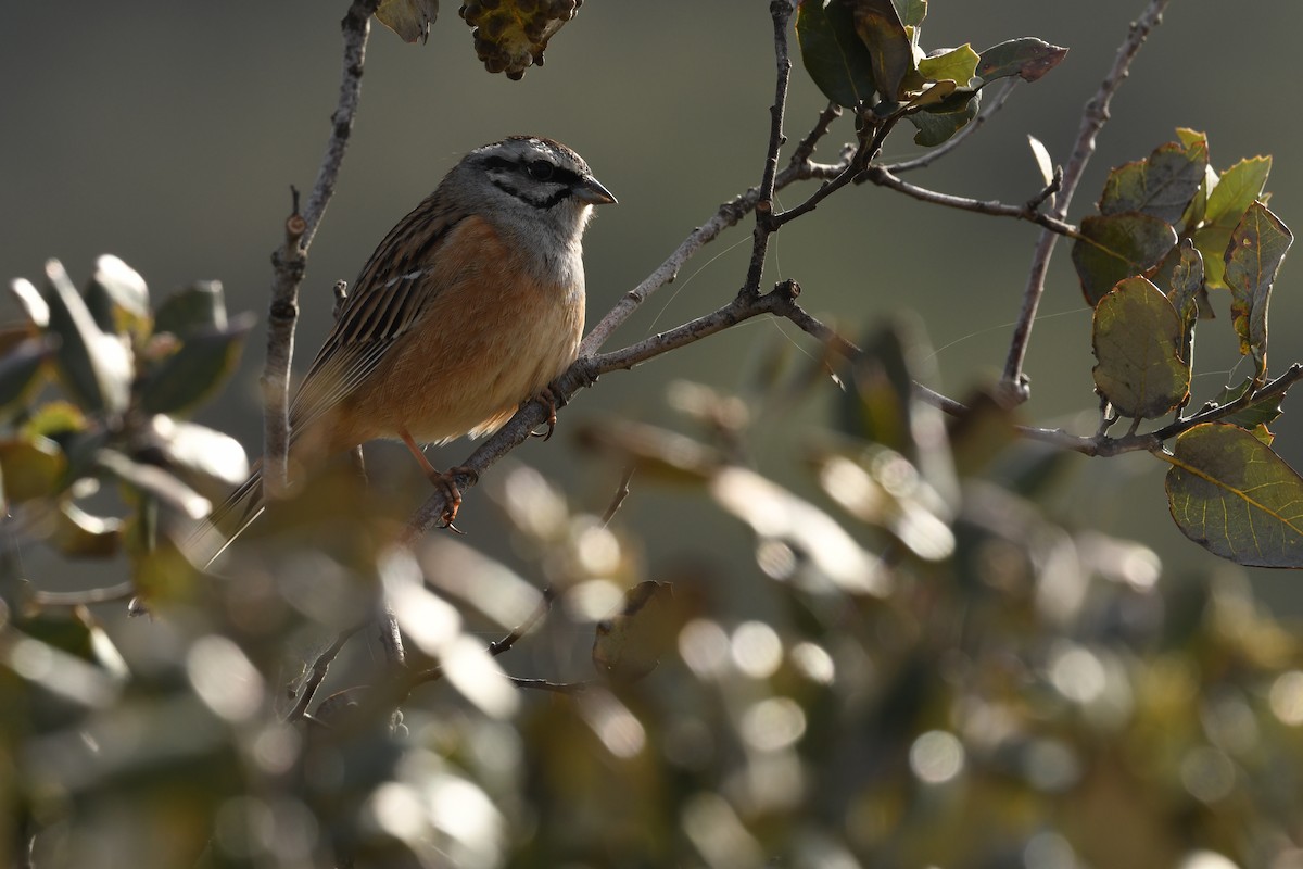 Rock Bunting - ML619988999