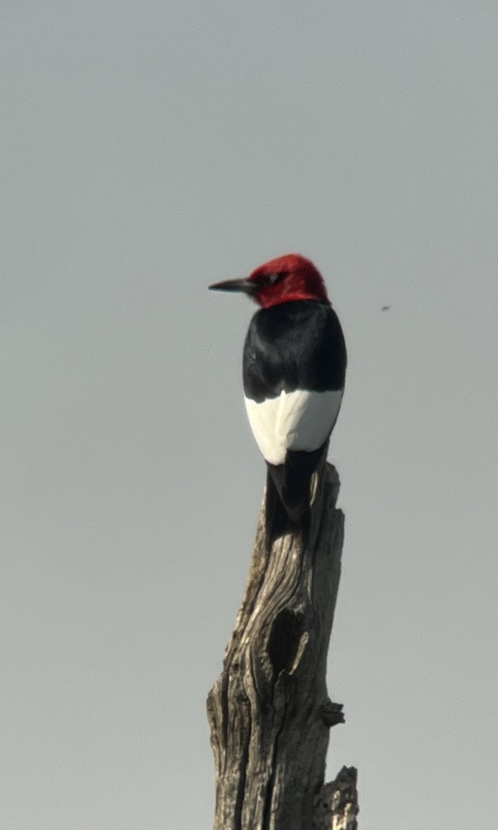 Red-headed Woodpecker - ML619989001