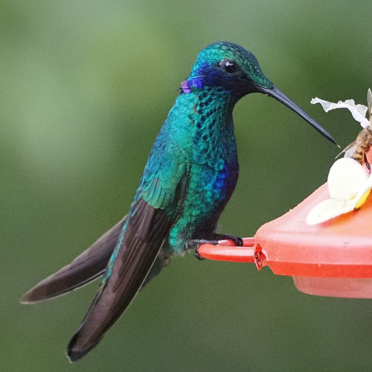 kolibřík modrolící - ML619989002