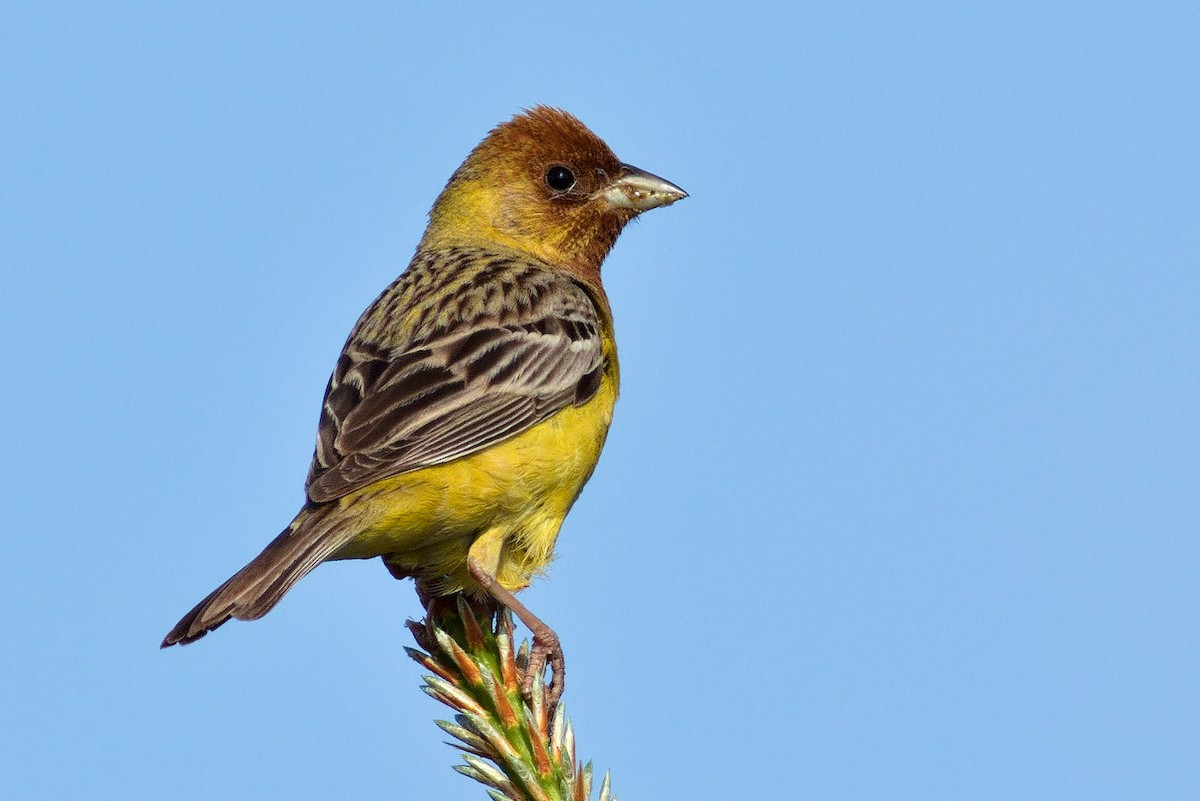 Red-headed Bunting - ML619989015