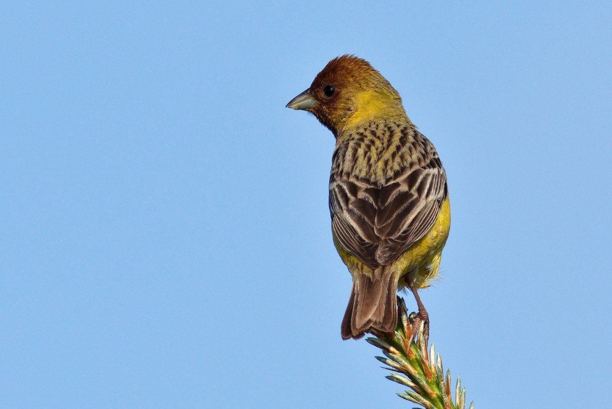 Red-headed Bunting - ML619989016