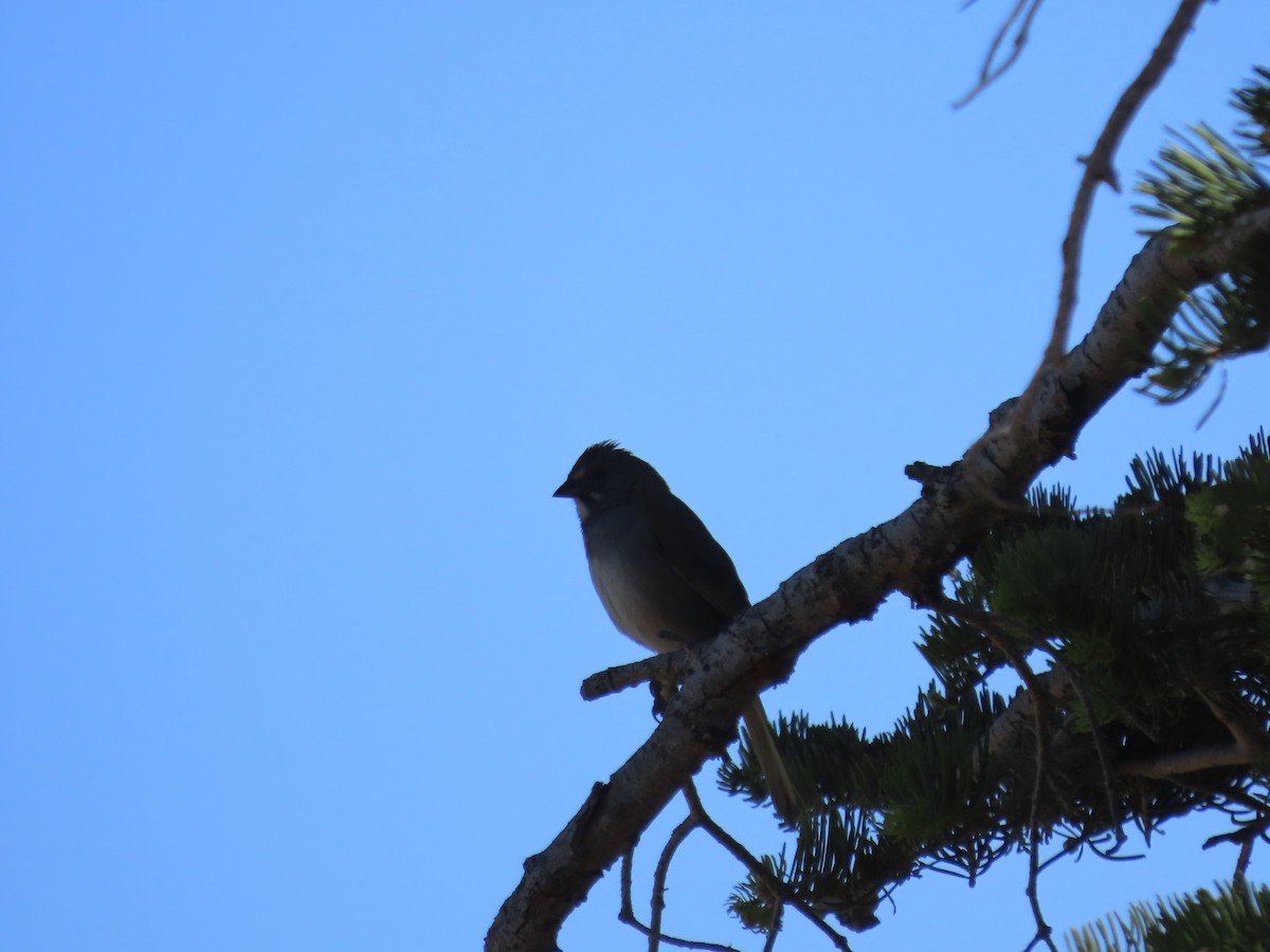 Green-tailed Towhee - ML619989017