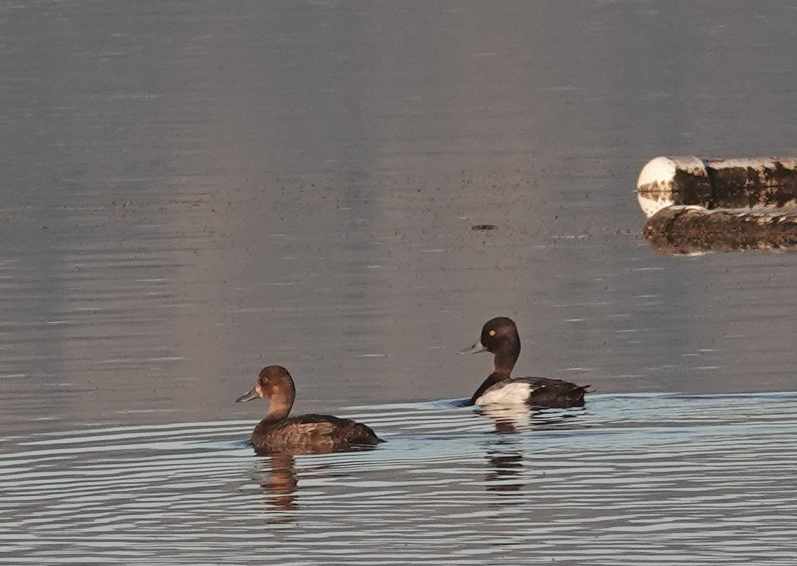 Lesser Scaup - ML619989019