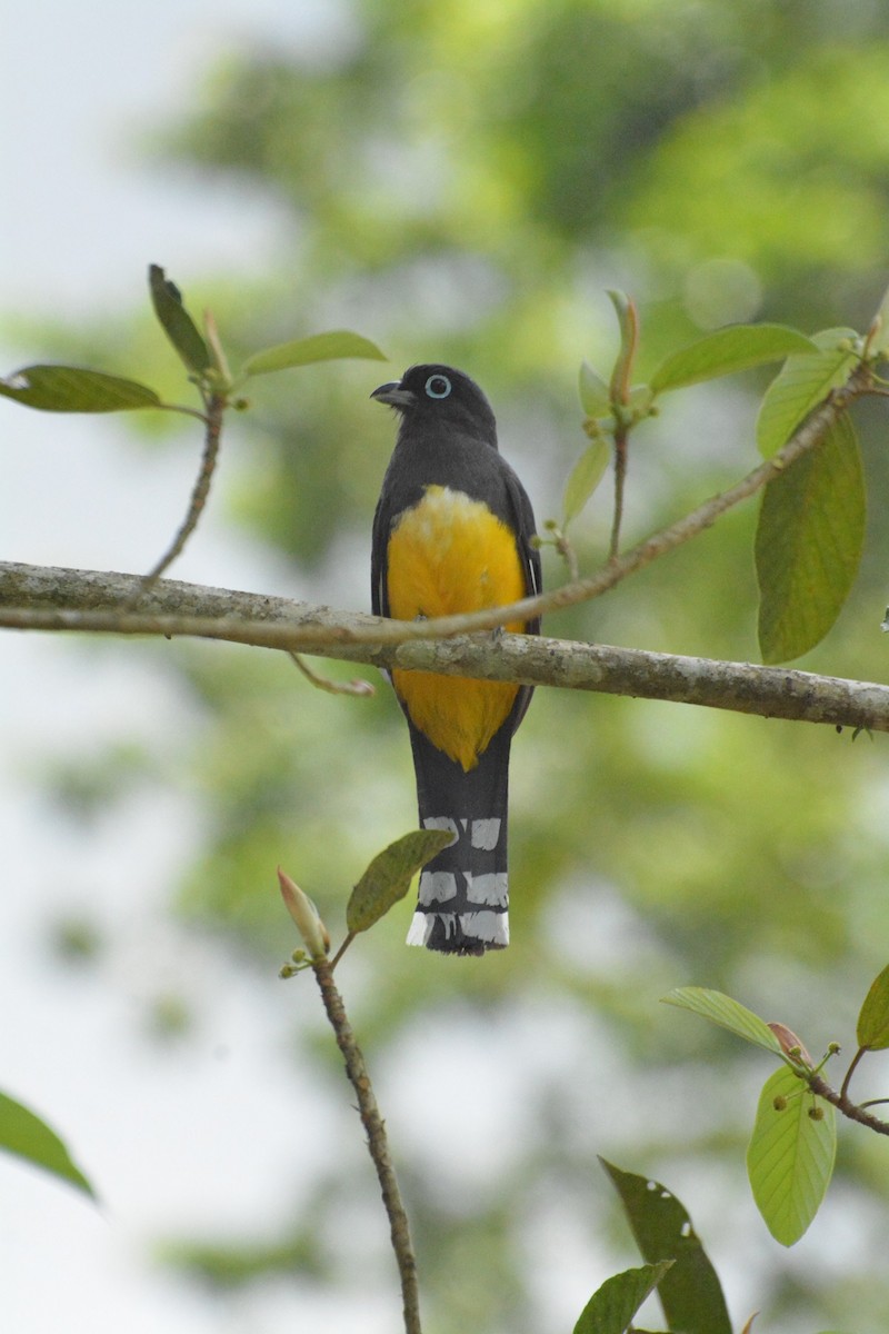 Black-headed Trogon - ML619989028