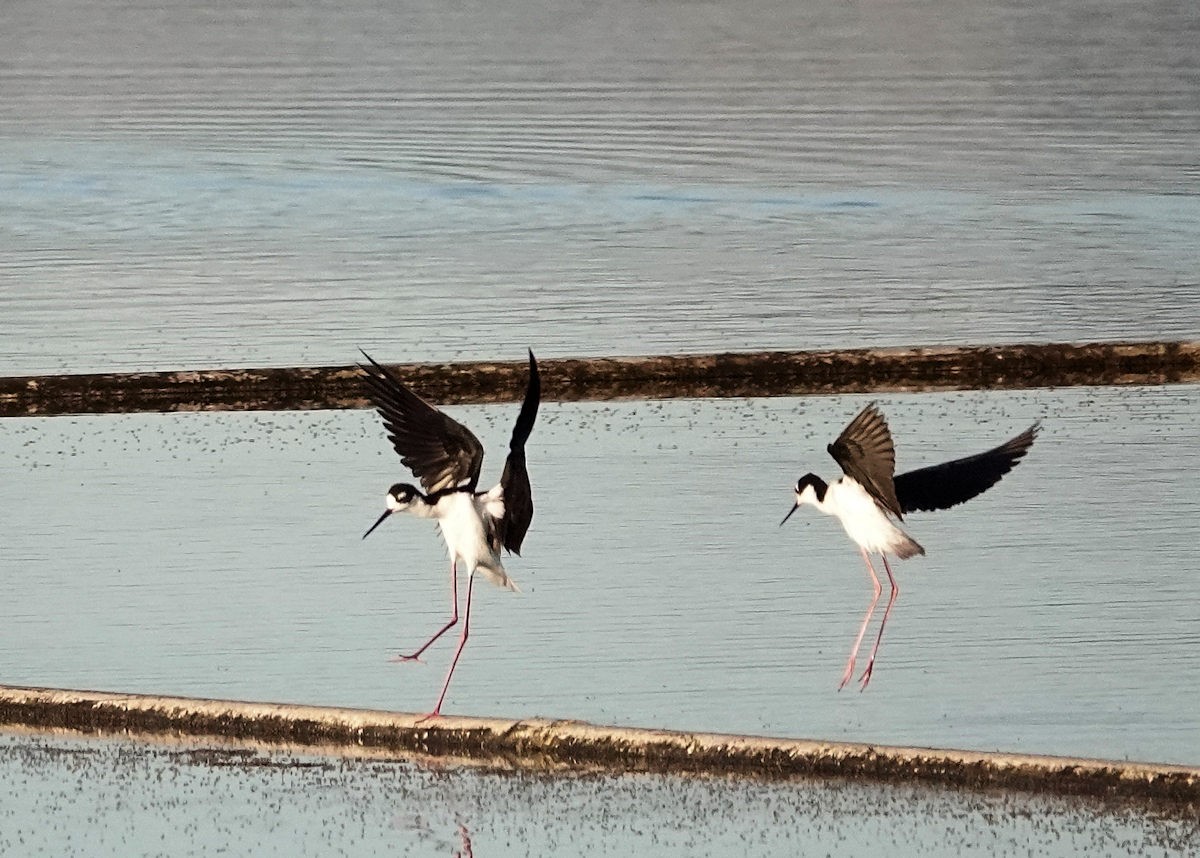 Black-necked Stilt - ML619989030